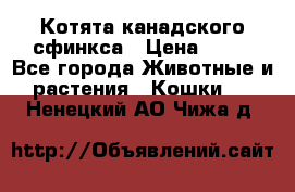 Котята канадского сфинкса › Цена ­ 15 - Все города Животные и растения » Кошки   . Ненецкий АО,Чижа д.